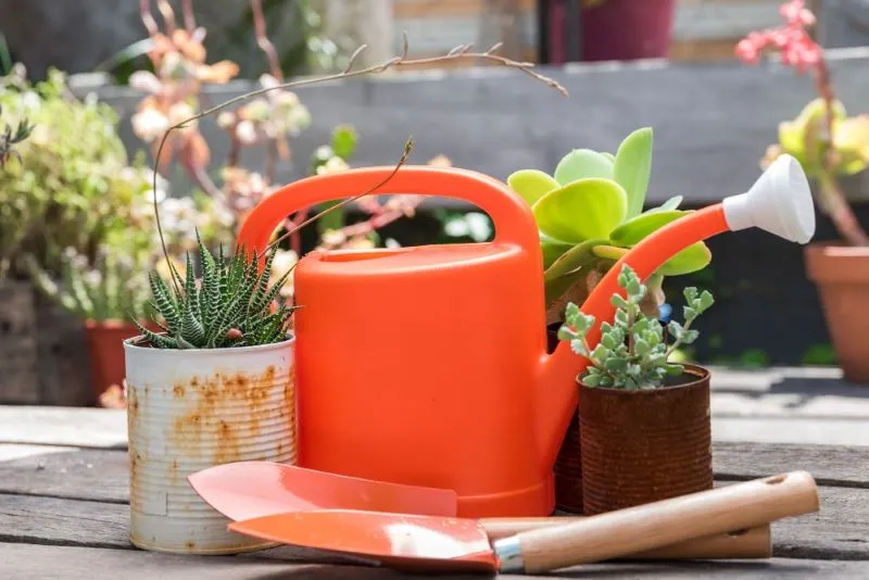 Watering can surrounded by plants
