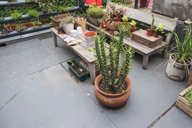 Rooftop garden area with variety of plants