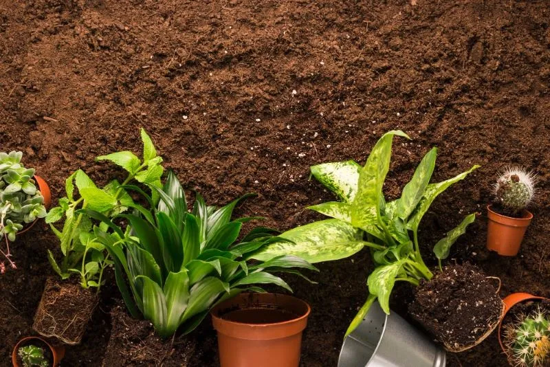 Plants on a dirt background